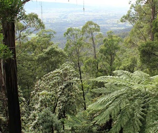 Pipers lookout, South East Forests National Park