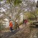 Four people walking along the tree-lined Hermitage Foreshore track, Sydney Harbour National Park