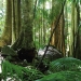 Wollumbin National Park formally Mt Warning Rainforest Vegetation near start of Summit Track