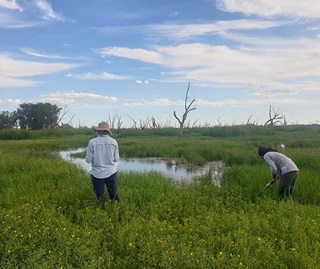 Field monitoring on Gingham watercourse wetlands