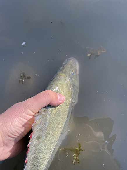 Golden perch being released