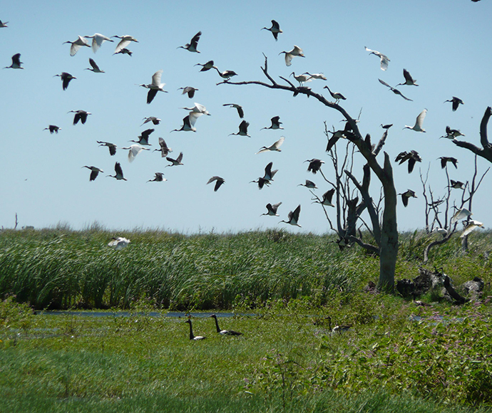 Birds take flight over the southern Macquarie Marshes
