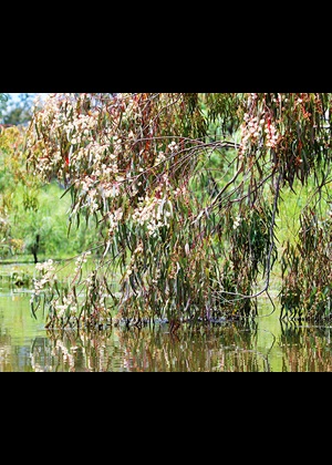 Flowering river red gum (Eucalyptus camaldulensis) - Macquarie Marshes