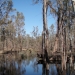 Werai Forest, an Indigenous protected area near Deniliquin