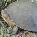 Murray River short neck turtle (Emydura macquarii)