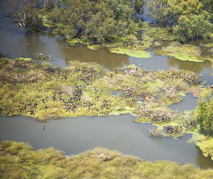 Aerial monitoring of colonial waterbird breeding near Maude found several species thriving in the conditions, including straw-necked ibis (Threskiornis spinicollis), glossy ibis (Plegadis falcinellus), egrets and cormorants. 