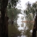 River red gum (Eucalyptus camaldulensis) reflections: McCaugheys Lagoon, Yanco