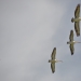 Pelicans (Pelecanus conspicillatus) soar over wetlands in the mid-Murrumbidgee