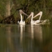 Pelicans (Pelecanus conspicillatus) at Terrigal Creek, Macquarie Marshes