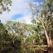 Piggery Lake Yanga National Park, river red gums (Eucalyptus camaldulensis), NSW Rivers Environmental Restoration Project
