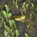 Southern bell frog (Litoria raniformis) at Cockran Creek