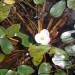 A swamp lily (Ottelia ovalifolia) in bloom after environmental watering