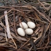Wanganella waterbird nest with four eggs