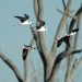 Black winged stilts in flight