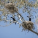 Little black cormorants (Phalacrocorax sulcirostris)