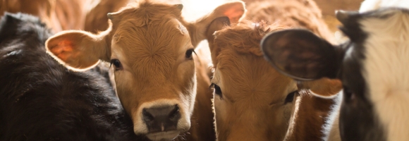 Energy efficient agribusiness