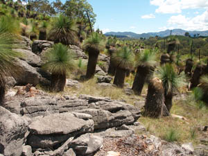 Timor Karst Area