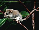 Feathertail glider