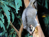 Squirrel glider