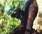 Greater glider