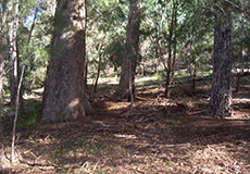 Koala survey site in Kooraban National Park (Chris Allen OEH) Koala survey site in Kooraban National Park (Chris Allen OEH)