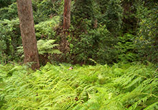 Yuin, deep in the forest Yuin, deep in the forest