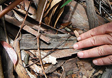 Finding fresh koala pellets Finding fresh koala pellets