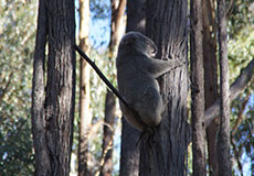 Another koala in Mumbulla Another koala in Mumbulla