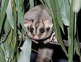 Sugar glider