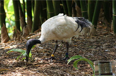 Ibis foraging