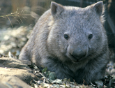 wombat