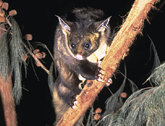 Yellow-bellied glider