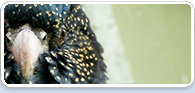 Calyptorhynchus banksii. J Nightingale/OEH