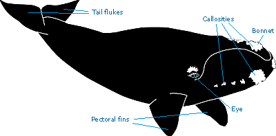 Southern right whale, showing tail flukes, callosities, bonnet and pectoral fins. Image: NPWS Southern right whale, showing tail flukes, callosities, bonnet and pectoral fins. Image: NPWS