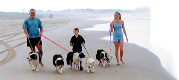 family walking dogs on beach