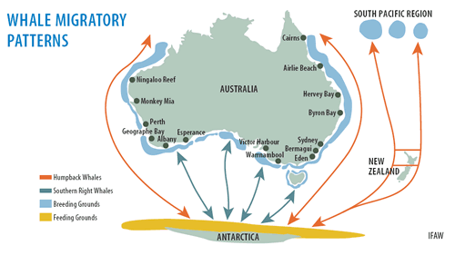 Whale migratory pattern diagram