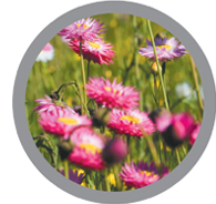 bouquets for NPWS’s snowy staff Thredbo played
