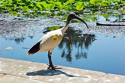 Juvenile white ibis
