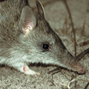 Long-nosed bandicoot Long-nosed bandicoot
