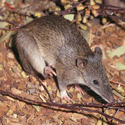 Northern brown bandicoot Northern brown bandicoot