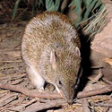 Southern brown bandicoot Southern brown bandicoot