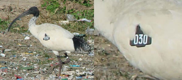 patagial tags