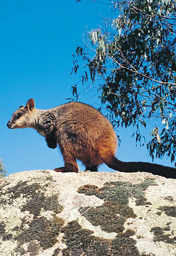 The brush-tailed rock-wallaby is one of the many animals that are threatened 