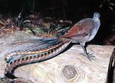 Lyre Bird