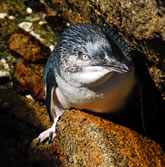 Little Penguin