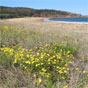 Putty Beach in Bouddi National Park (Image: DECCW) Putty Beach in Bouddi National Park (Image: DECCW)