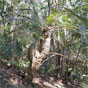 Ancient cycads such as the Burrawong are found along the walking track (Image: David Taylor/DECCW) Ancient cycads such as the Burrawong are found along the walking track (Image: David Taylor/DECCW)