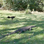 Some of the locals gather at Palm Valley picnic area in Cape Byron State Conservation Area (Image: David Taylor/DECCW) Some of the locals gather at Palm Valley picnic area in Cape Byron State Conservation Area (Image: David Taylor/DECCW)