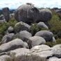 Granite tors form the top of Cathedral Rock (Image: Barbara Webster/DECCW) Granite tors form the top of Cathedral Rock (Image: Barbara Webster/DECCW)