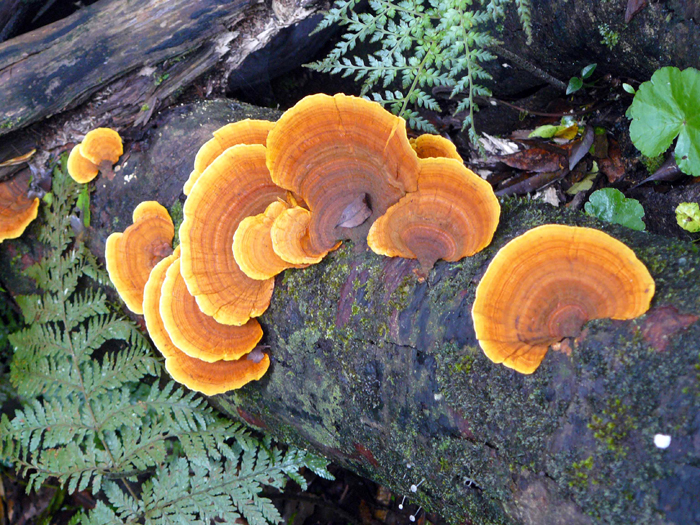 Ganoderma, National parks, Plants